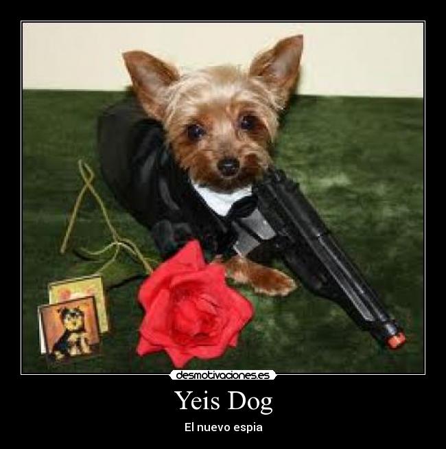 Yeis Dog -