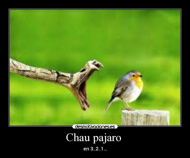 Chau pajaro  - 
