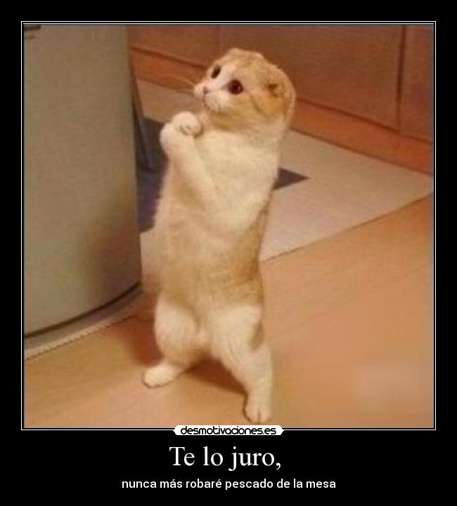 Te lo juro, - nunca más robaré pescado de la mesa