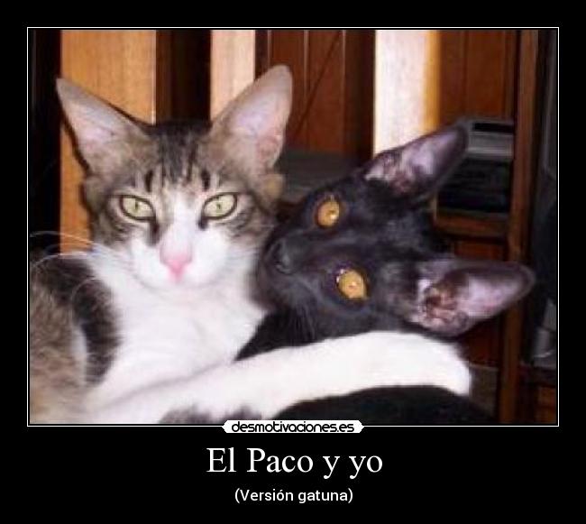 El Paco y yo - (Versión gatuna)