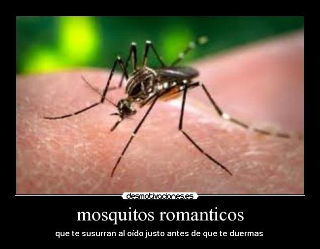 mosquitos romanticos - 