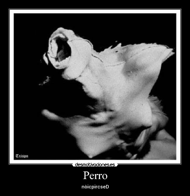 Perro - nòicpircseD