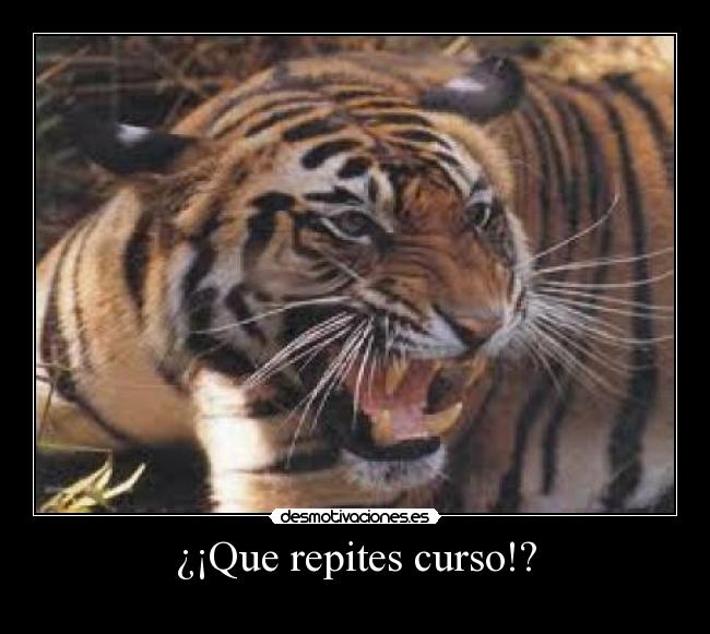 ¿¡Que repites curso!? - 