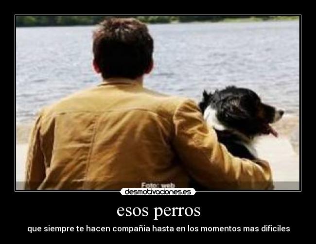 carteles perros desmotivaciones