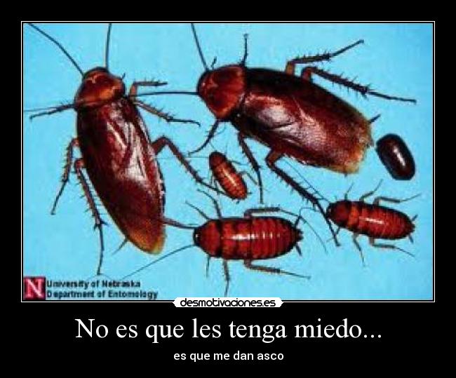 No es que les tenga miedo... - es que me dan asco