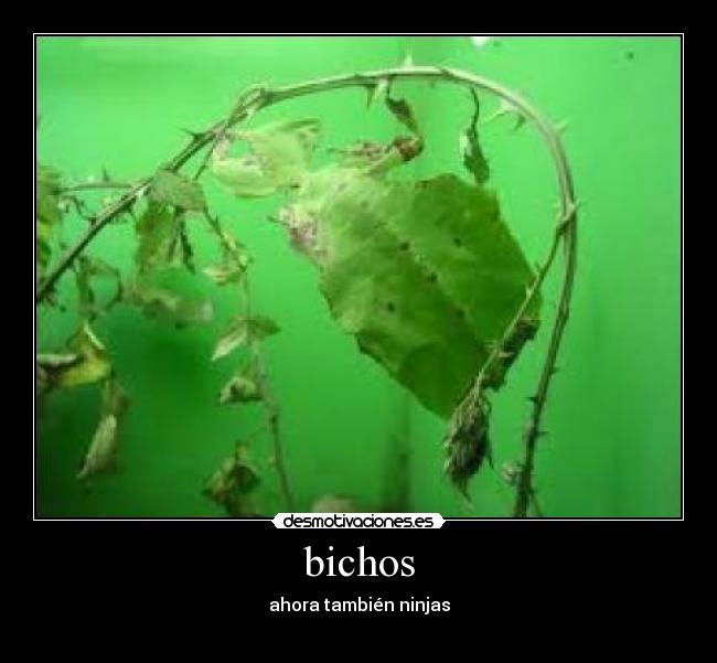bichos - ahora también ninjas