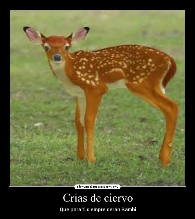 Crias de ciervo - 