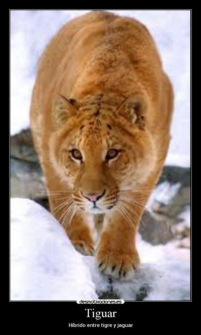 Tiguar - Híbrido entre tigre y jaguar
