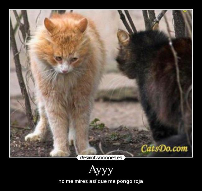 carteles gato desmotivaciones