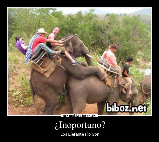 ¿Inoportuno? - Los Elefantes lo Son