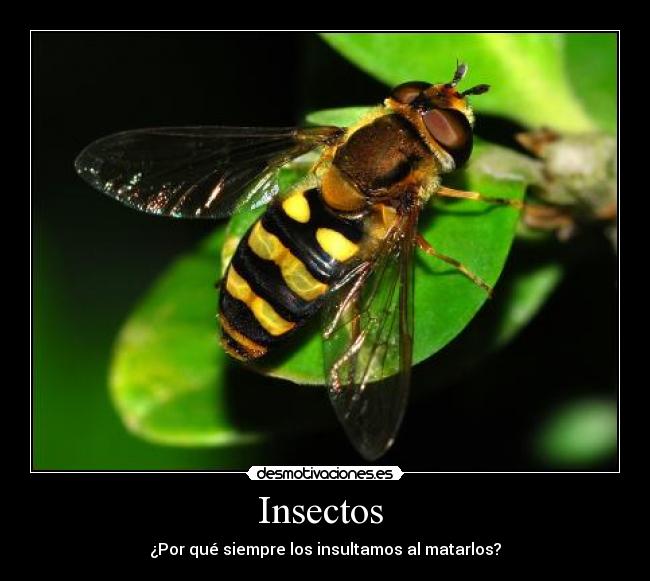 Insectos -
