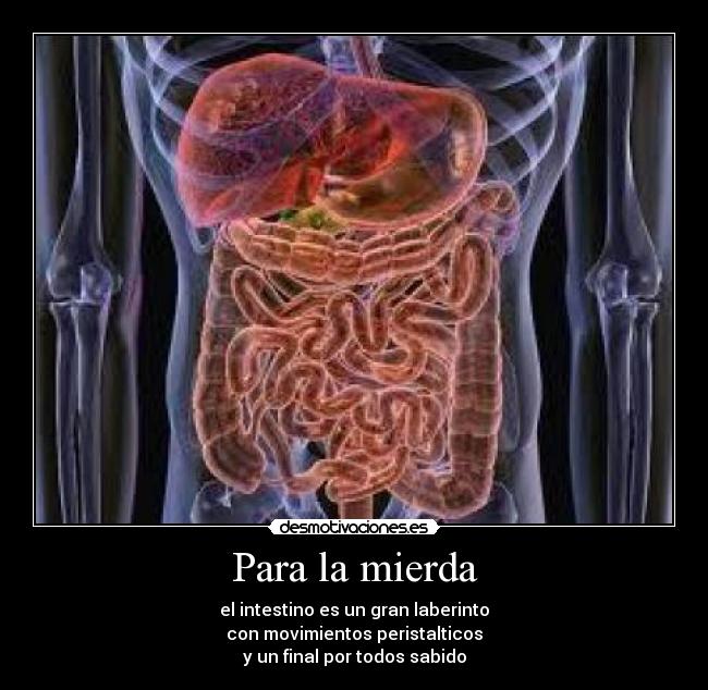 Para la mierda - el intestino es un gran laberinto
con movimientos peristalticos
y un final por todos sabido