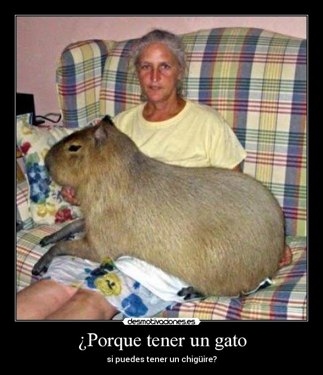 ¿Porque tener un gato - si puedes tener un chigüire?