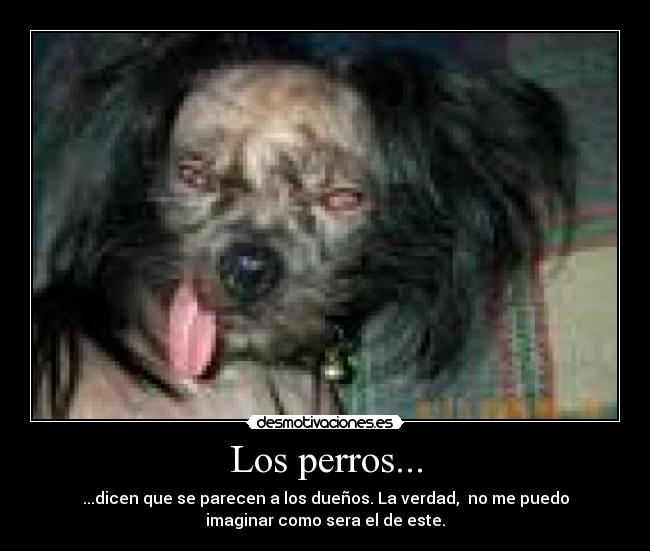 Los perros... - ...dicen que se parecen a los dueños. La verdad,  no me puedo
imaginar como sera el de este.