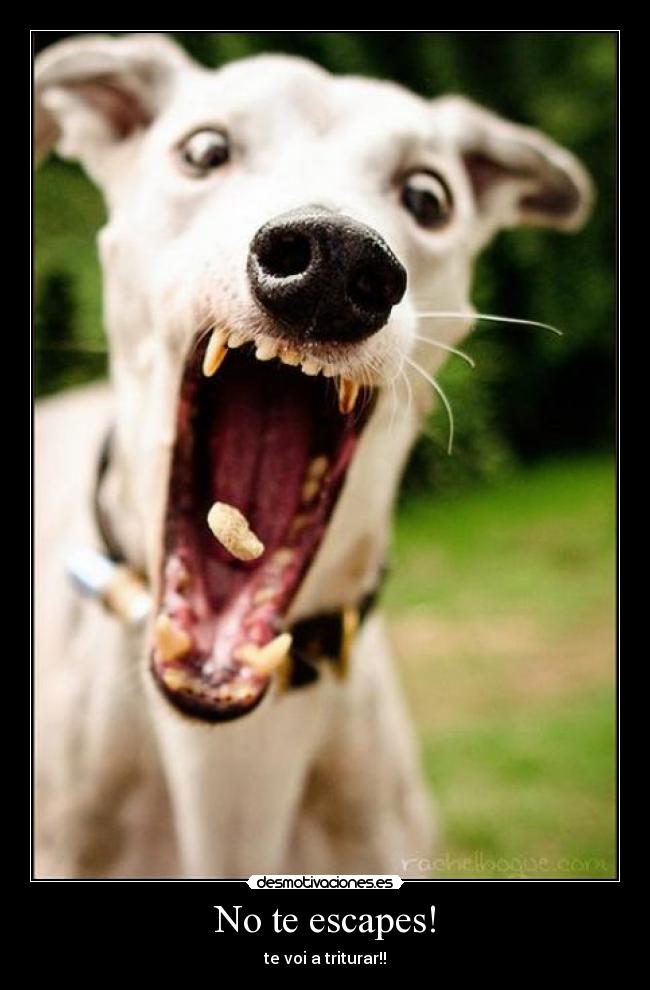 No te escapes! - te voi a triturar!!