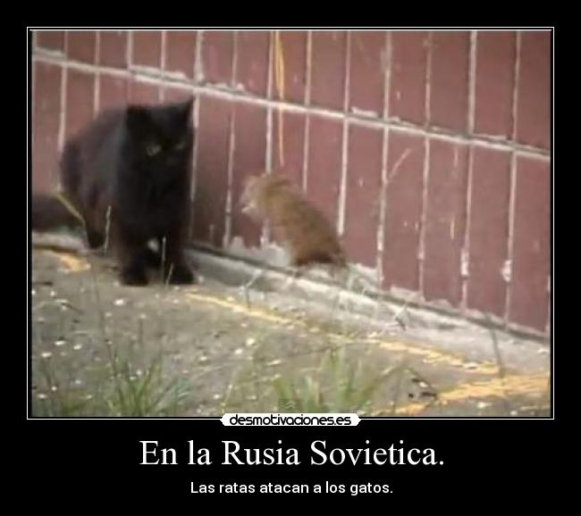 En la Rusia Sovietica. - Las ratas atacan a los gatos.