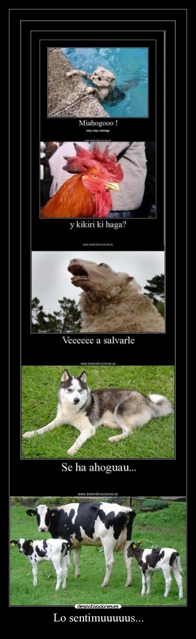 Lo sentimuuuuus... - 