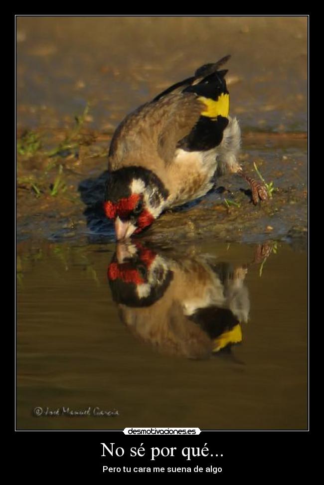 No sé por qué... - 