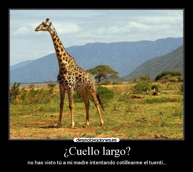 ¿Cuello largo? -