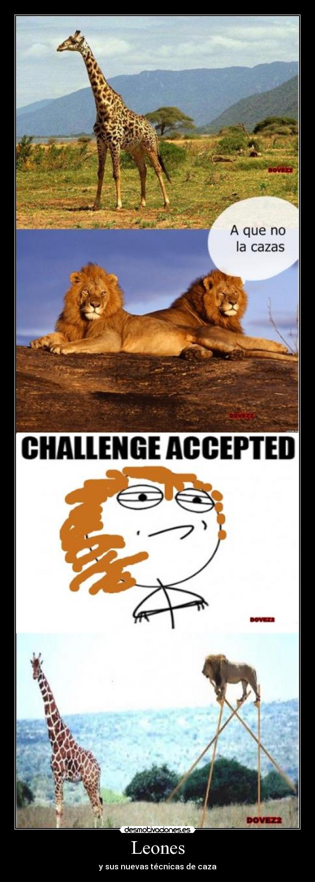 Leones - y sus nuevas técnicas de caza