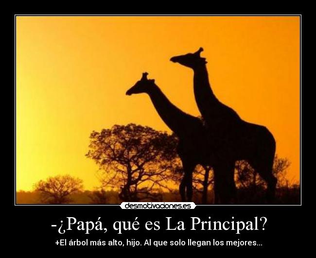 -¿Papá, qué es La Principal? - +El árbol más alto, hijo. Al que solo llegan los mejores...