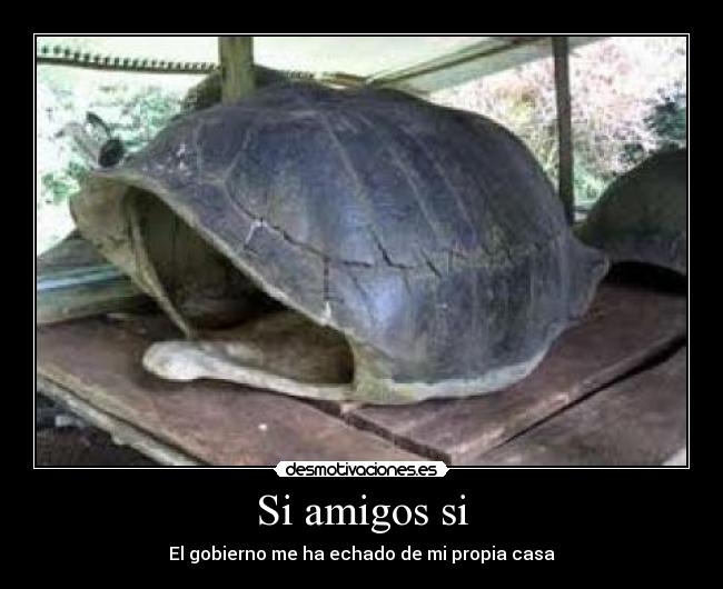 Si amigos si - 