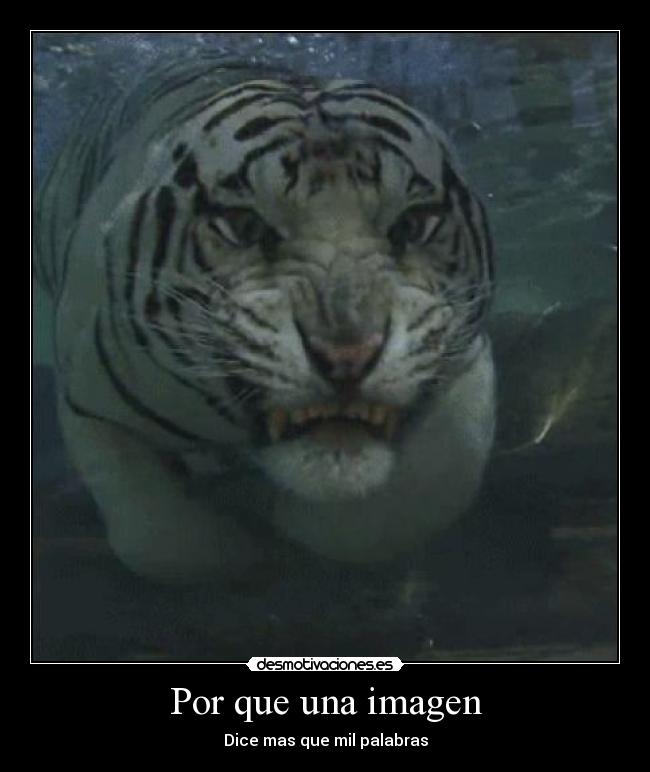 carteles tigre desmotivaciones