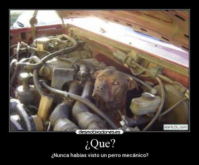 ¿Que? -