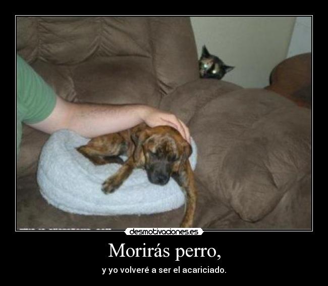 Morirás perro, -