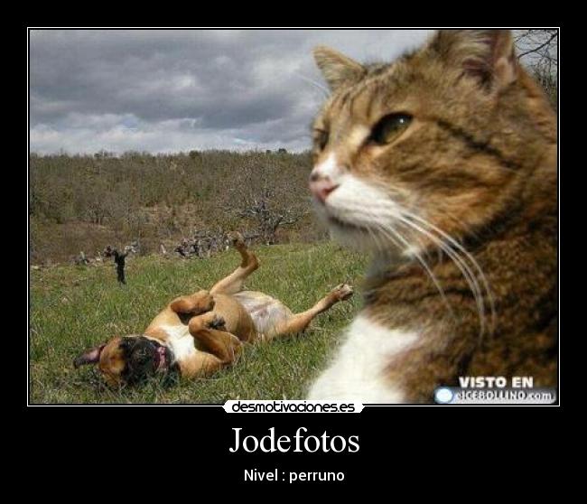 carteles perro gatosjodefotos desmotivaciones