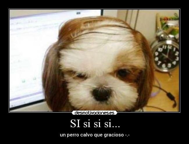 SI si si si... -