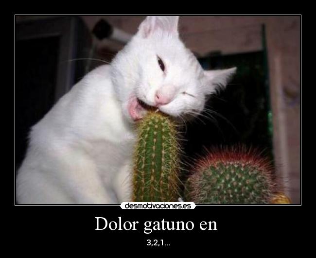 Dolor gatuno en  - 