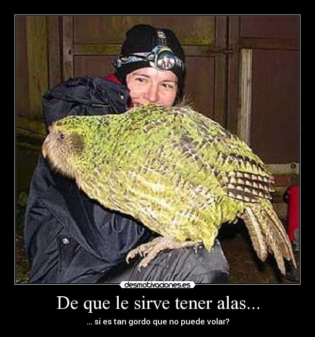 carteles pajaros desmotivaciones