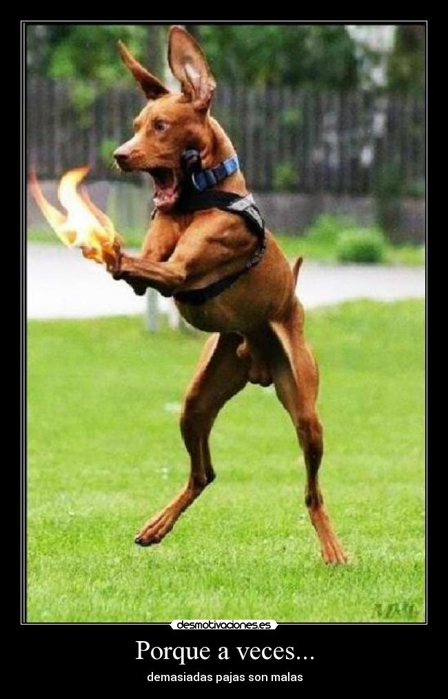 Porque a veces... - demasiadas pajas son malas