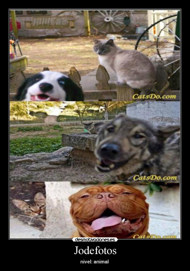 carteles jodefotos gatos perros nivel animal catsdocom fotos collage desmotivaciones