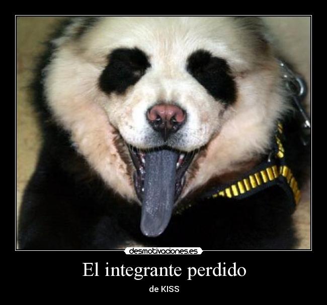carteles osos panda lengua kiss desmotivaciones