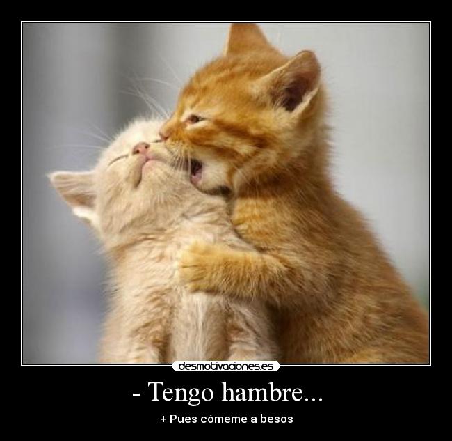 carteles gatos hambre comer besos desmotivaciones