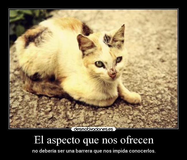 El aspecto que nos ofrecen -