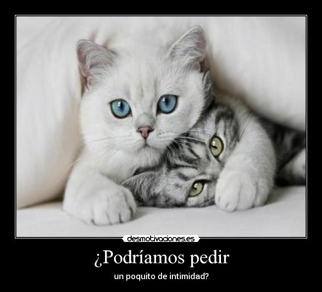 ¿Podríamos pedir - un poquito de intimidad?