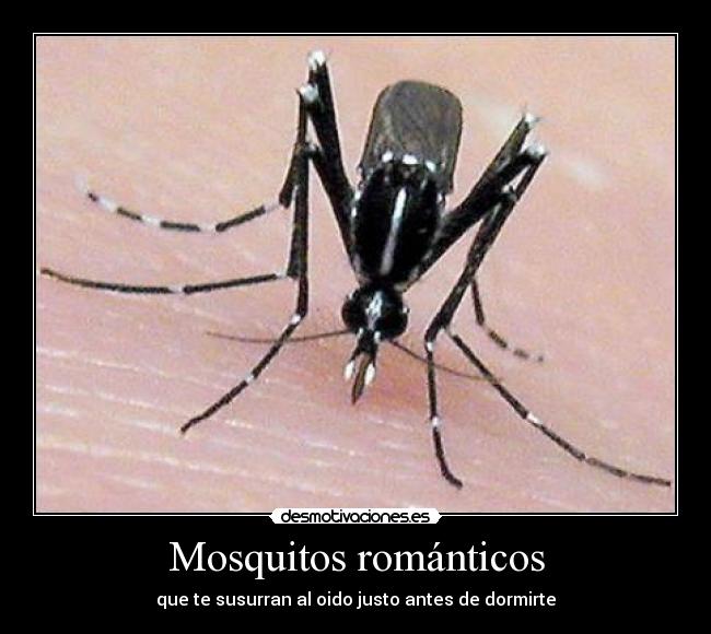 Mosquitos románticos -