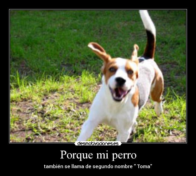 Porque mi perro - 