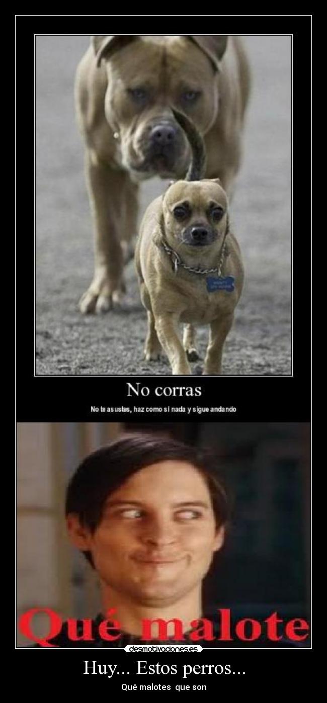 Huy... Estos perros... - Qué malotes que son