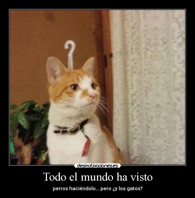 Todo el mundo ha visto - perros haciéndolo... pero ¿y los gatos?