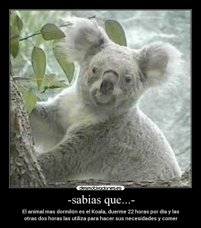 -sabias que...- - El animal mas dormilón es el Koala, duerme 22 horas por día y las
otras dos horas las utiliza para hacer sus necesidades y comer