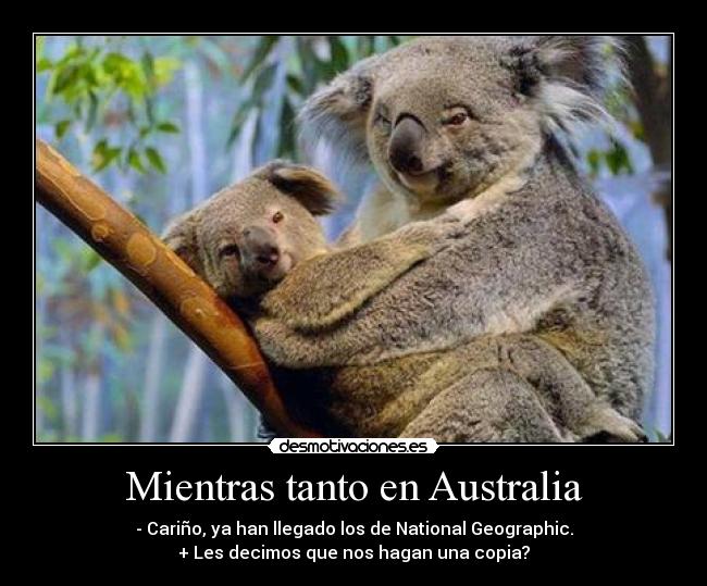 Mientras tanto en Australia - - Cariño, ya han llegado los de National Geographic.
+ Les decimos que nos hagan una copia?