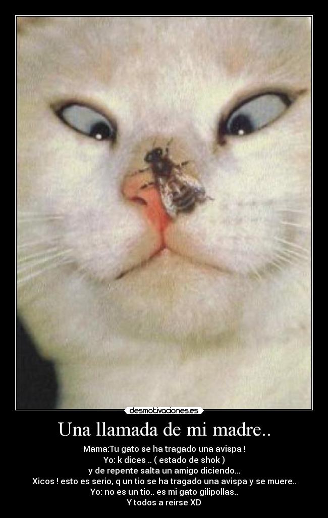 Una llamada de mi madre.. - Mama:Tu gato se ha tragado una avispa !
Yo: k dices .. ( estado de shok )
y de repente salta un amigo diciendo...
Xicos ! esto es serio, q un tio se ha tragado una avispa y se muere..
Yo: no es un tio.. es mi gato gilipollas..
Y todos a reirse XD