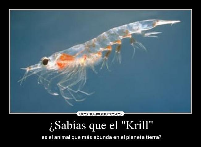 ¿Sabías que el Krill - 
