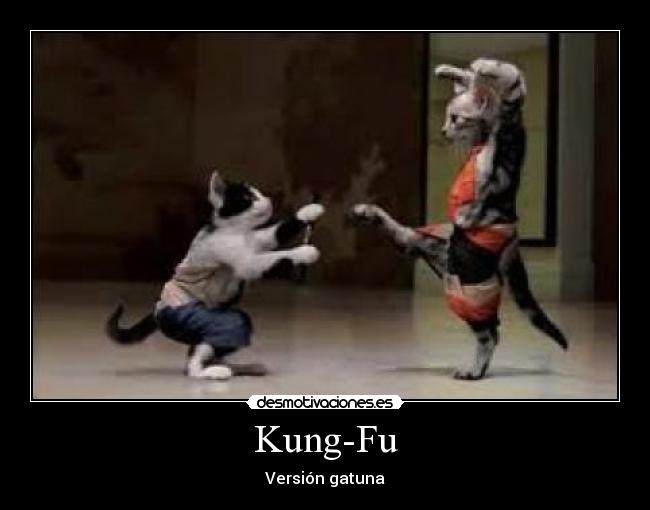 Kung-Fu - Versión gatuna