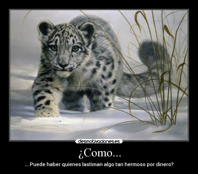 ¿Como... - ... Puede haber quienes lastiman algo tan hermoso por dinero?