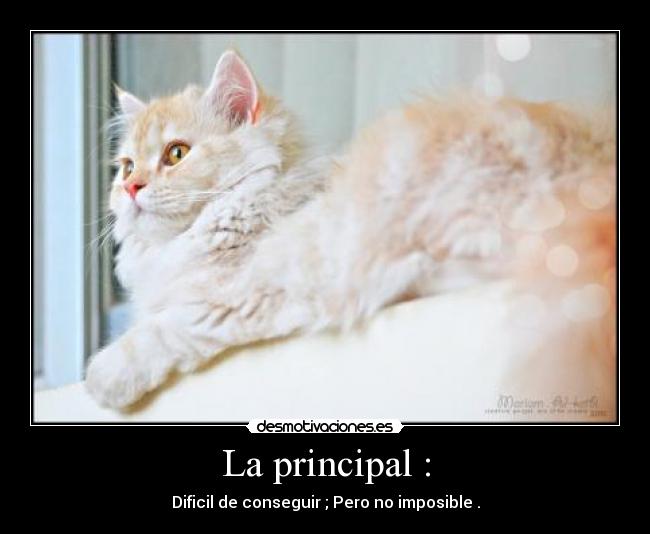 La principal : - Dificil de conseguir ; Pero no imposible .